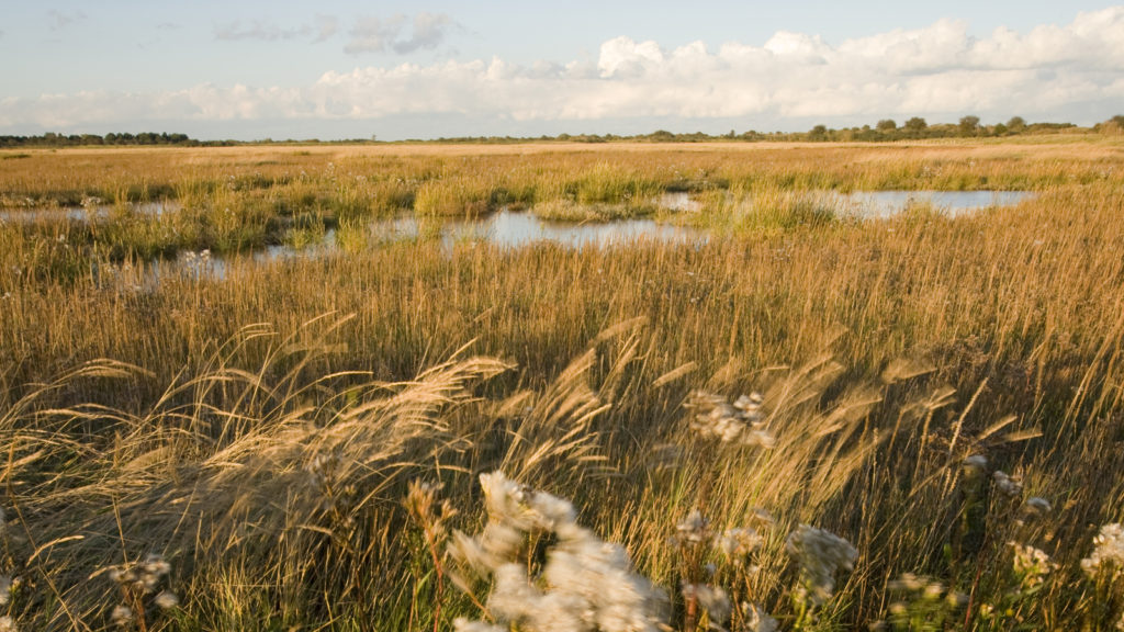 Gibraltar Point Nature Reserve 