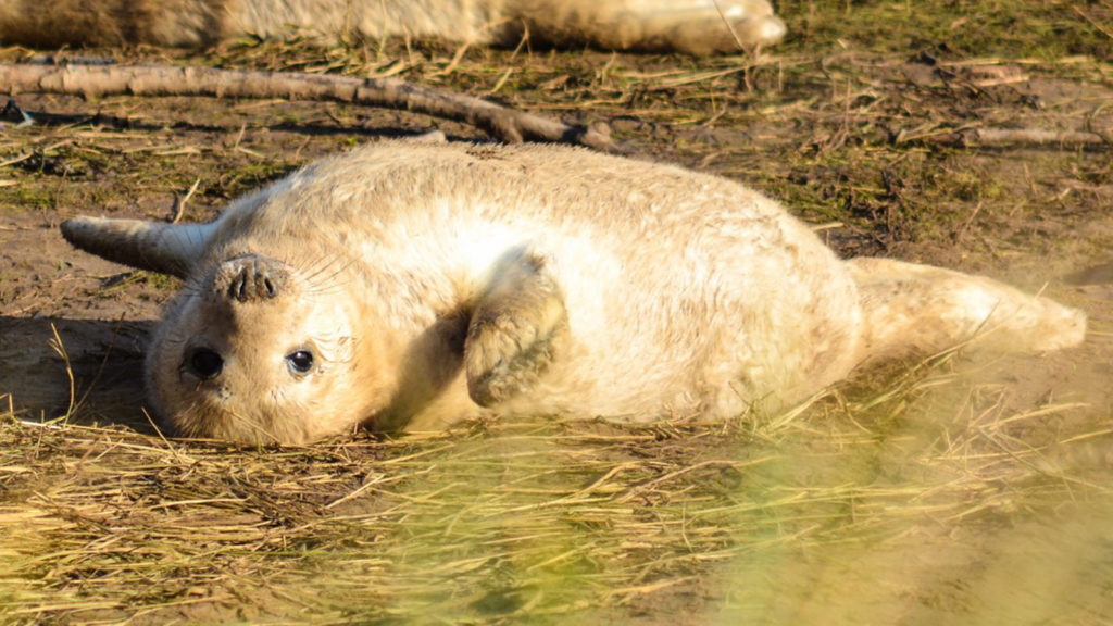 Seal at Donna Nook Nature reserve