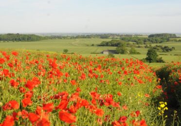 Lincolnshire Wolds Poppy Field