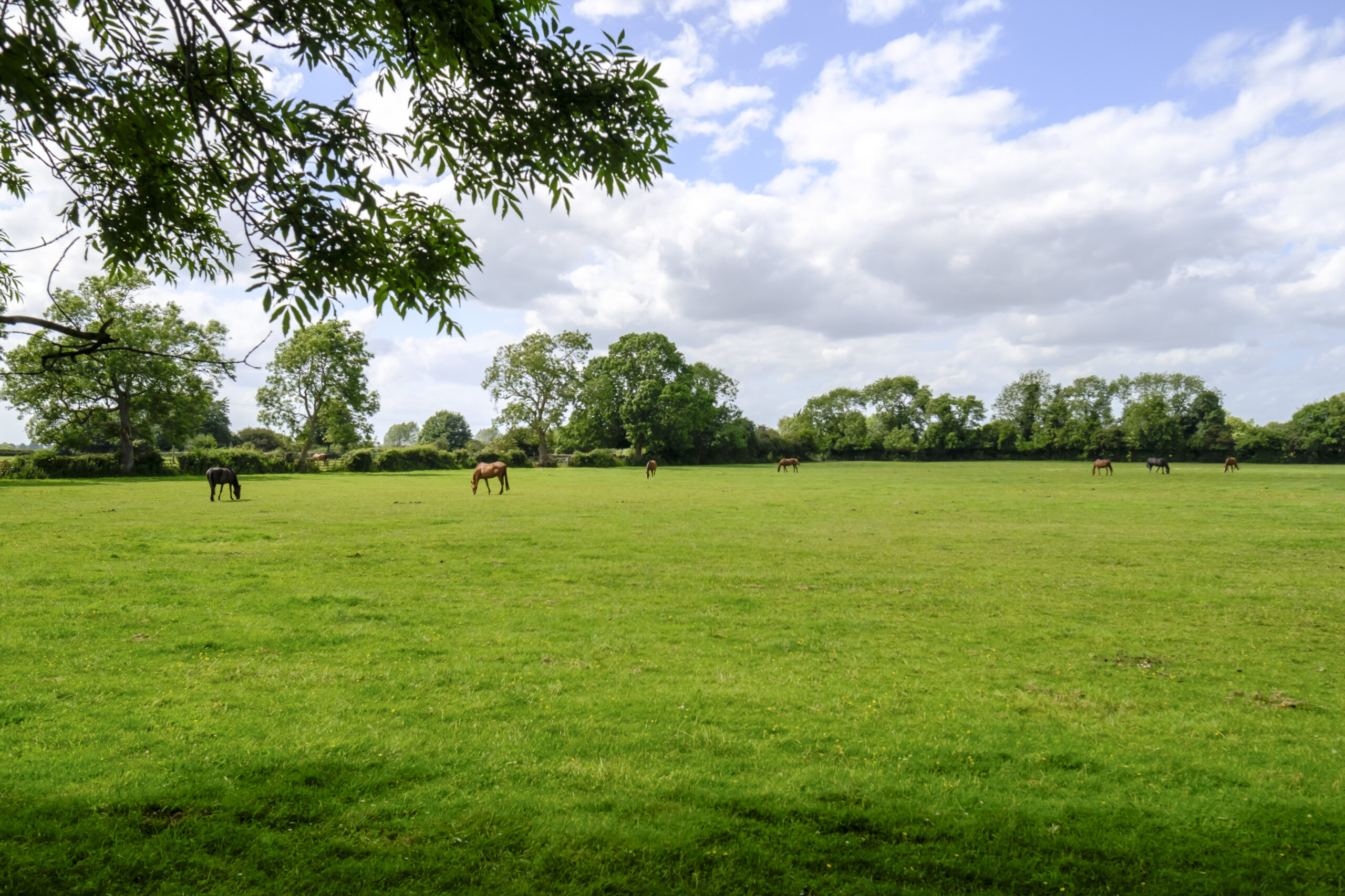 Welton Village Image Horses Field